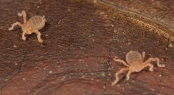 Media type: image;   Invertebrate Zoology 136532